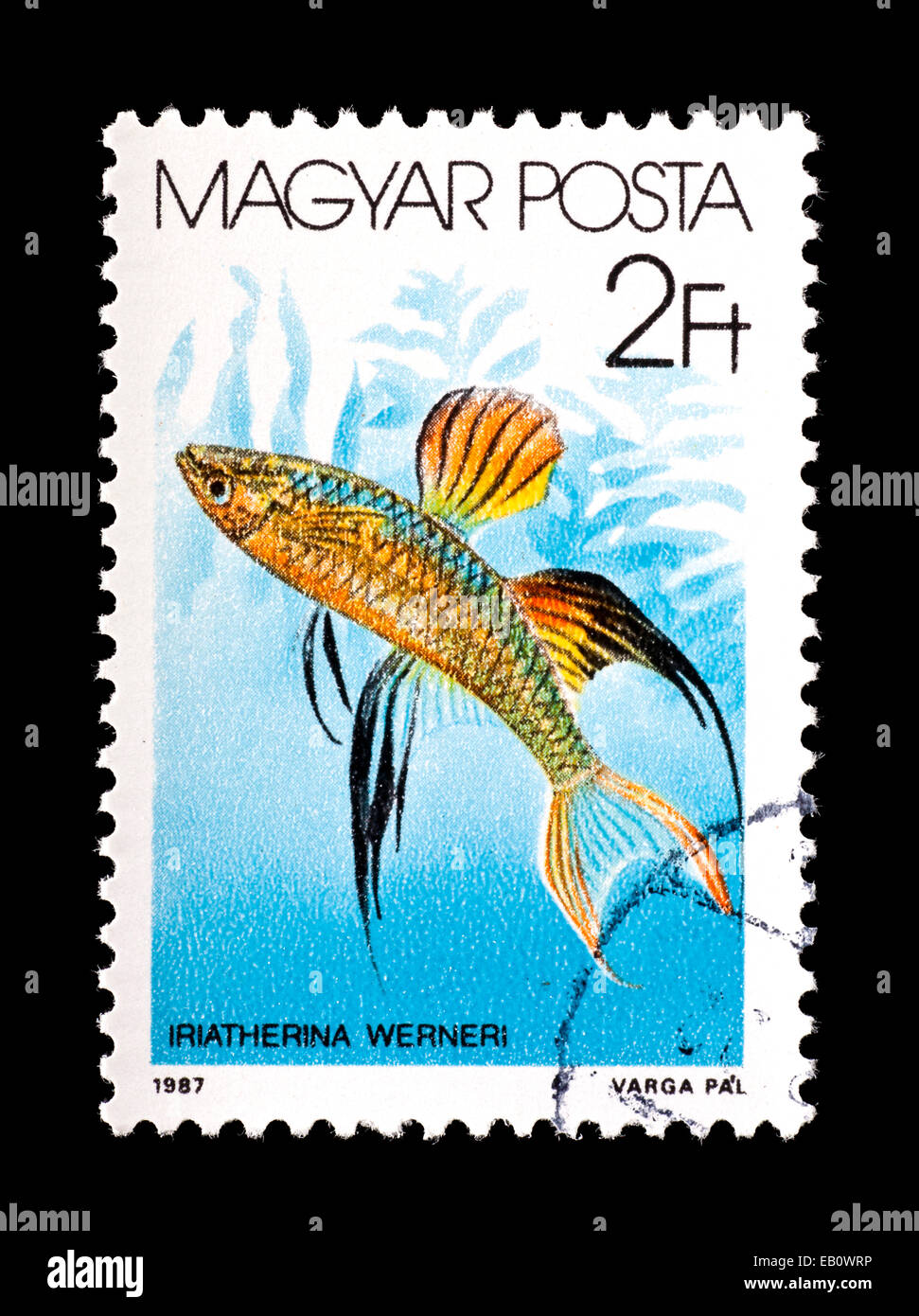 Postage stamp from Hungary depicting a threadfin rainbowfish or featherfin rainbowfish (Iriatherina werneri) Stock Photo