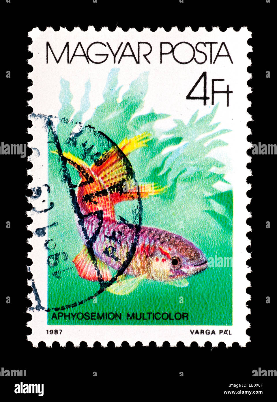 Postage stamp from Hungary depicting  Two-striped Aphyosemion fish (Aphyosemion multicolor) Stock Photo