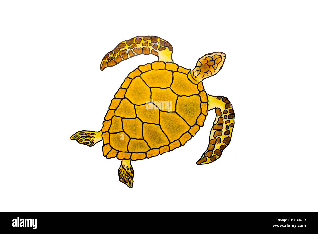 Isolated Drawing Of A Yellow Sea Turtle Stock Photo