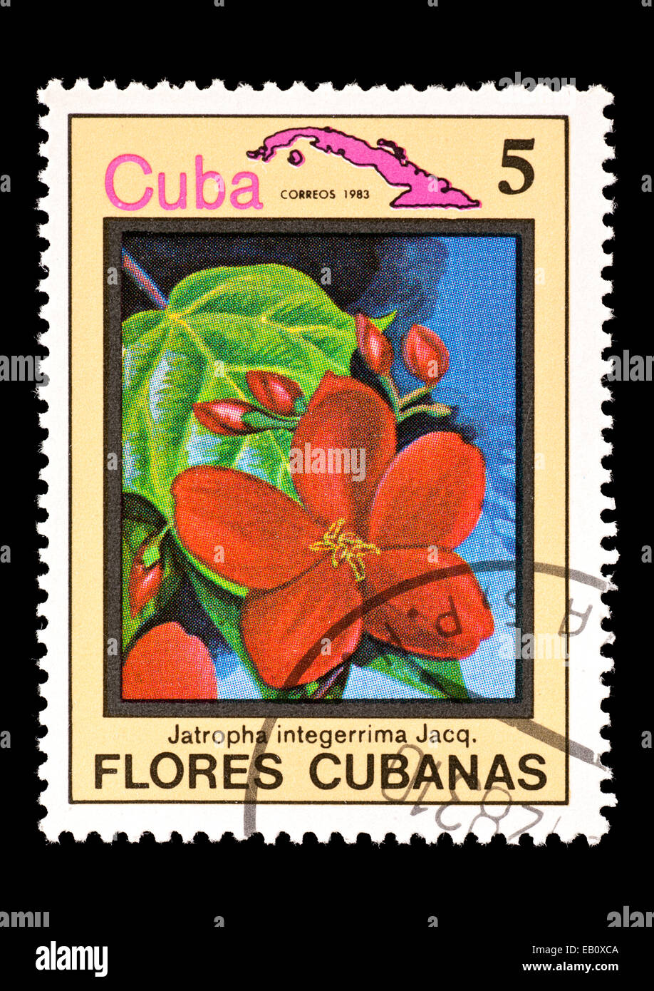 Postage stamp from Cuba depicting peregrina flowers (Jatropha integerrima) Stock Photo