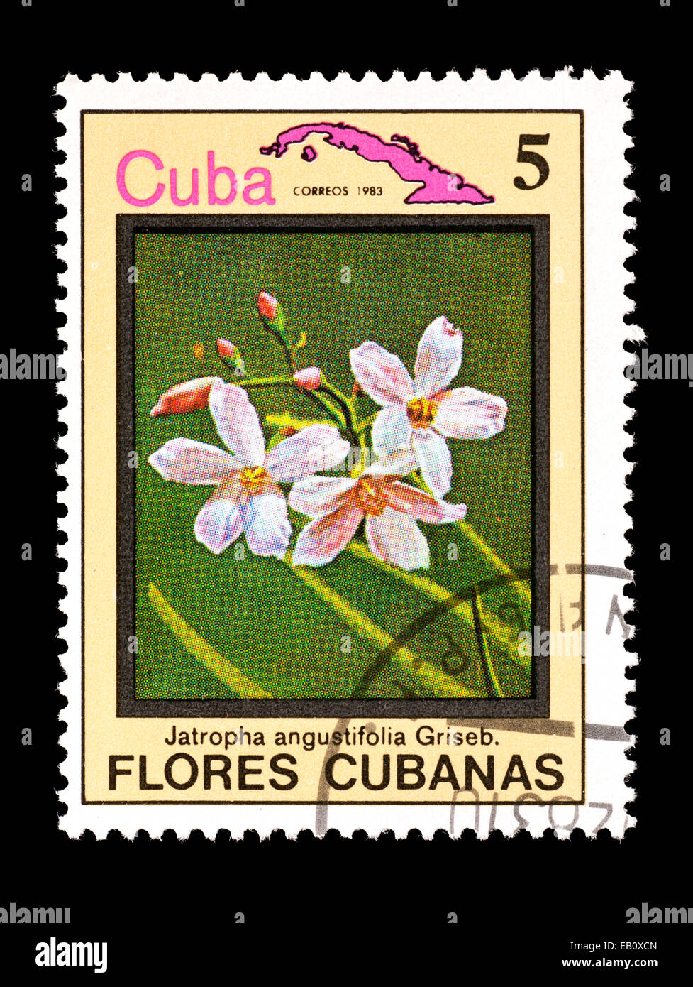 Postage stamp from Cuba depicting the flowers of a tropical spurge (Jatropha angustifolia) Stock Photo
