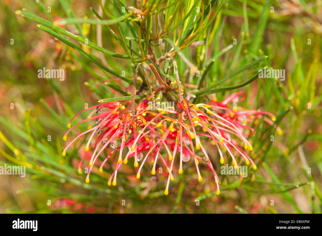 Grevillea pinaster, Pine-like Grevillea in Kalbarri NP, WA, Australia Stock Photo