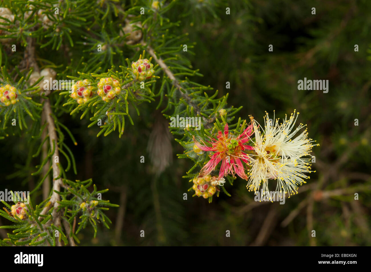 Melaleuca bromelioides Barlow in Lesueur NP, WA, Australia Stock Photo