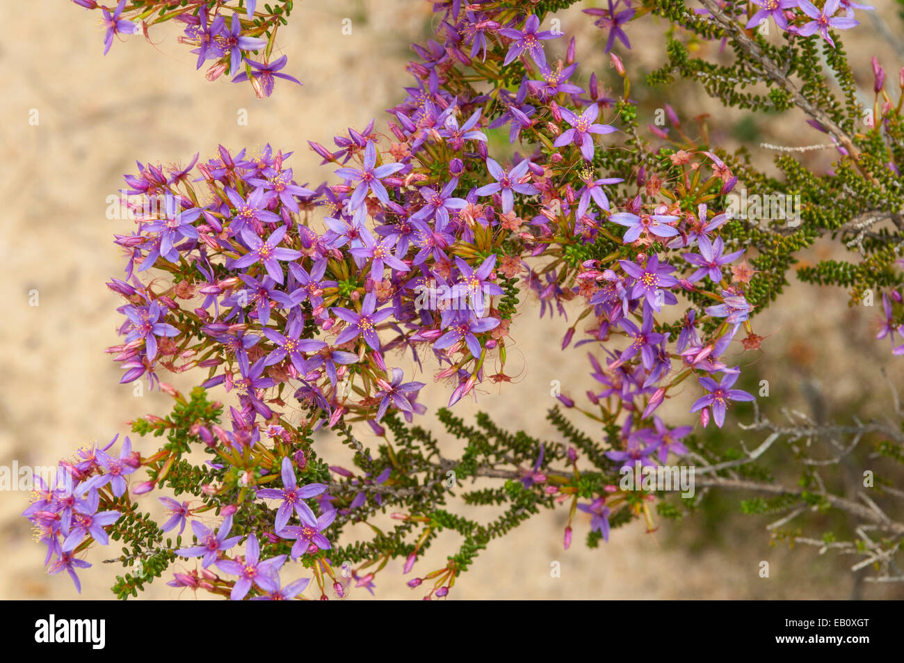 Calytrix strigosa, Common Starflower in Lesueur NP, WA, Australia Stock Photo