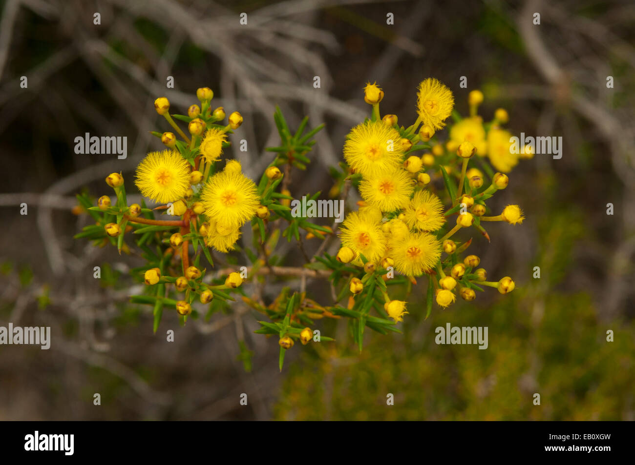 Verticordia chrysantha, Yellow Featherflower in Lesueur NP, WA, Australia Stock Photo