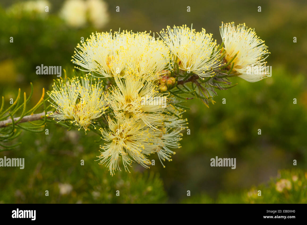 Melaleuca urceolaris in Lesueur NP, WA, Australia Stock Photo