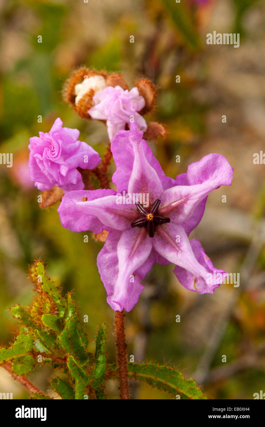 Thomasia purpurea in Lesueur NP, WA, Australia Stock Photo
