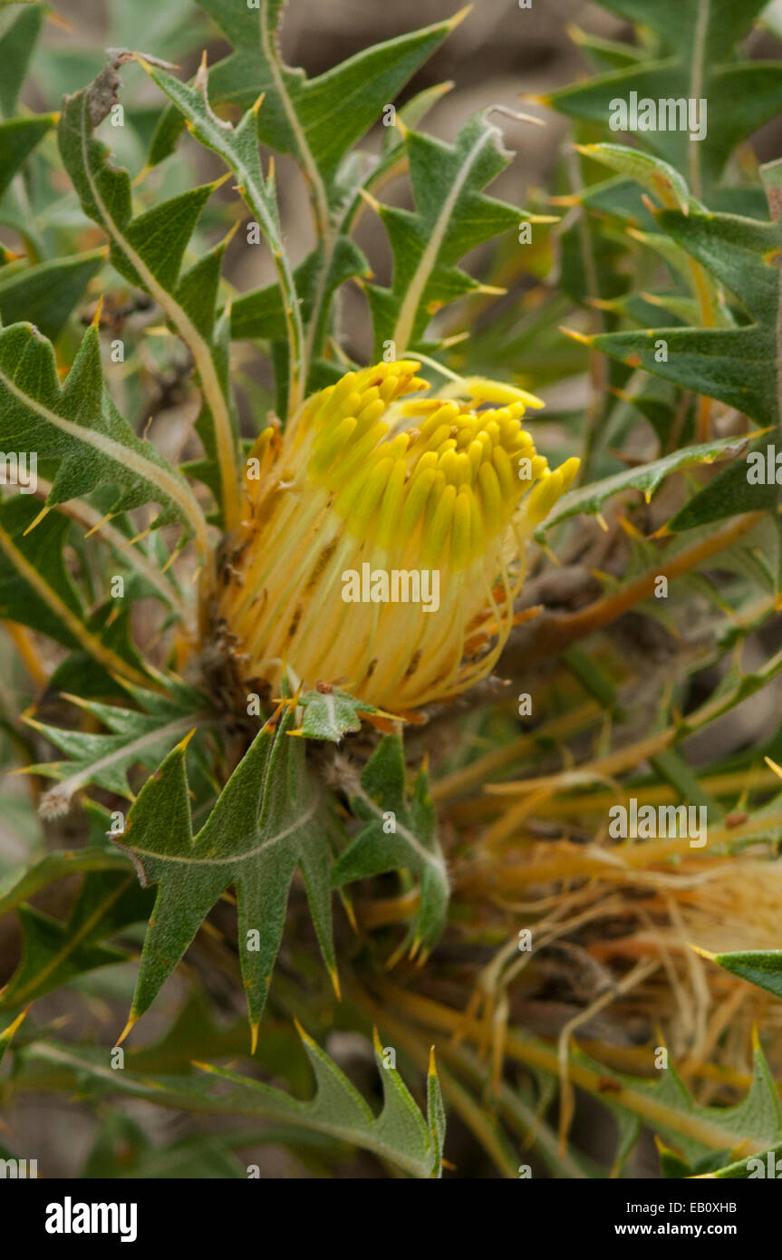 Dryandra praemorsa, Urchin Dryandra in Lesueur NP, WA, Australia Stock Photo