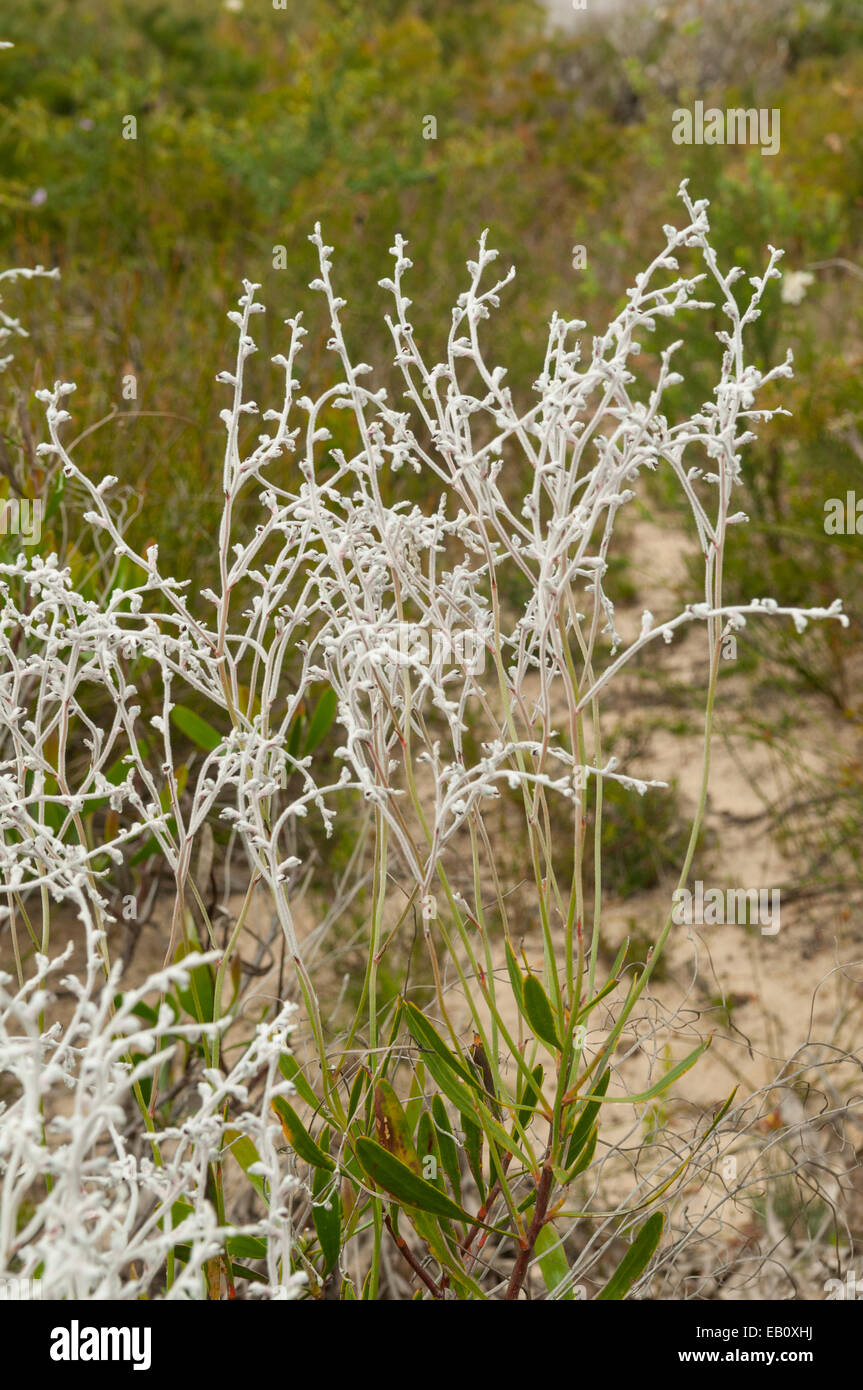 Conospermum stoechadis, Common Smokebush in Lesueur NP, WA, Australia Stock Photo