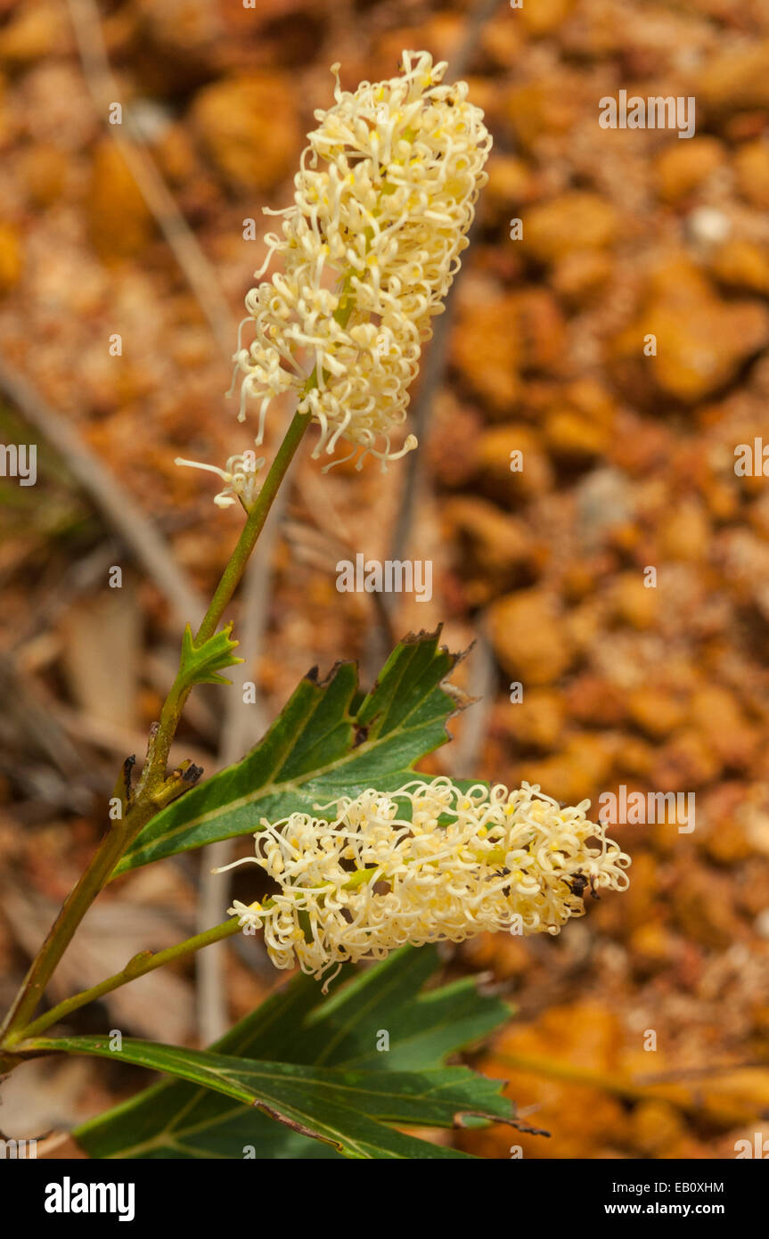 Grevillea synapheae, Catkin Grevillea in Lesueur NP, WA, Australia Stock Photo