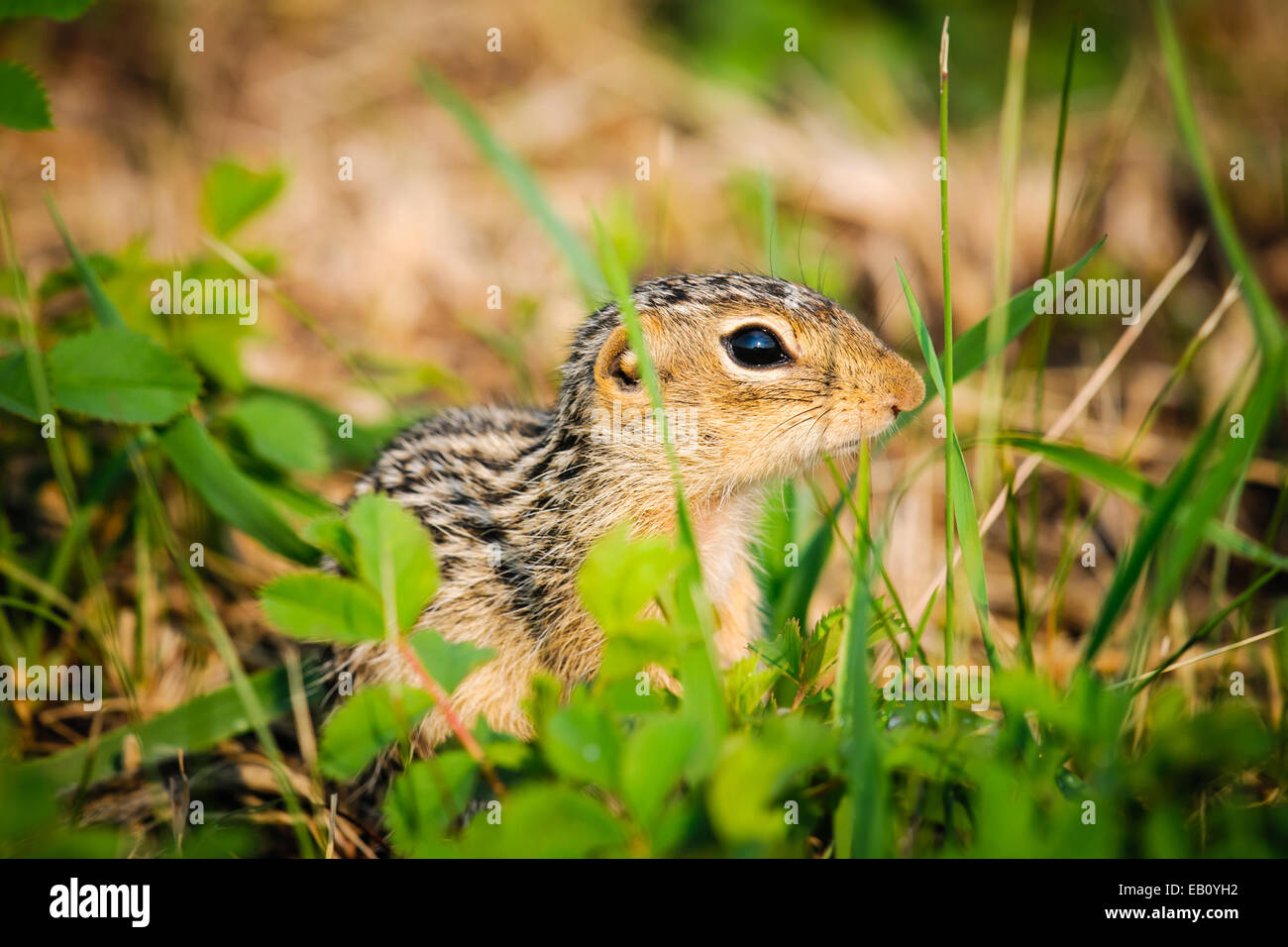 Thirteen lined ground squirrel hires stock photography and images Alamy