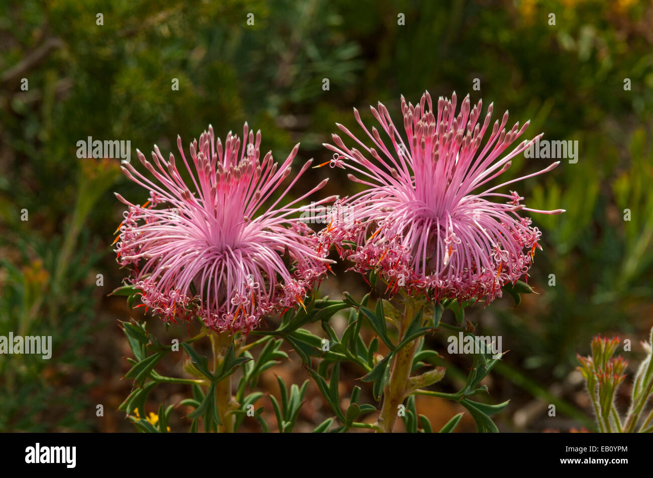 Isopogon dubius, Pincushion Coneflower in Lesueur NP, WA, Australia Stock Photo