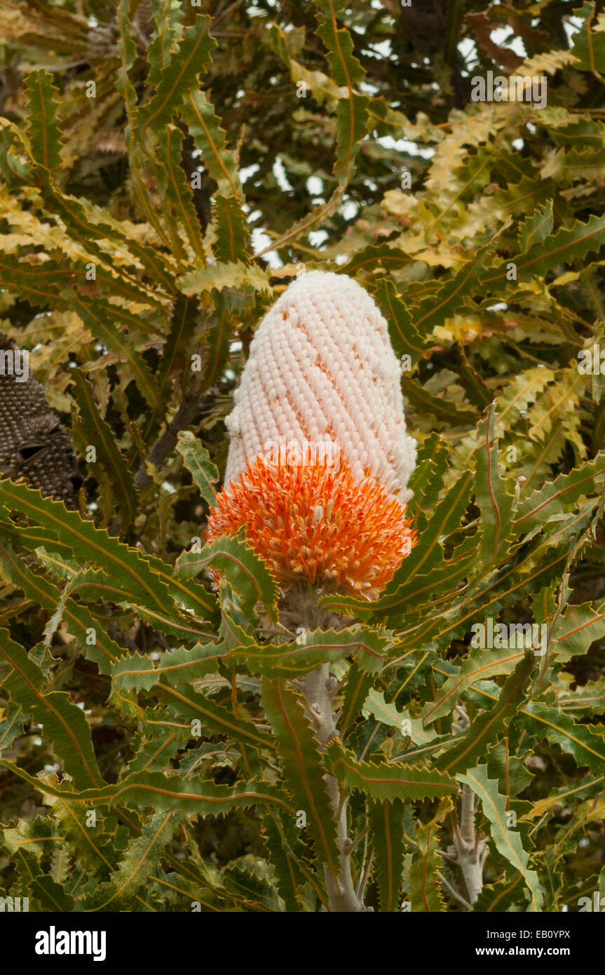 Banksia prionotes, Acorn Banksia in Lesueur NP, WA, Australia Stock Photo