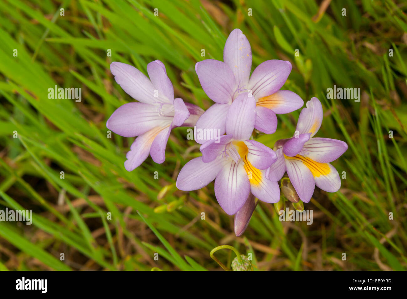 Freesia sp. Purple Freesias at Badgingarra NP, WA, Australia Stock