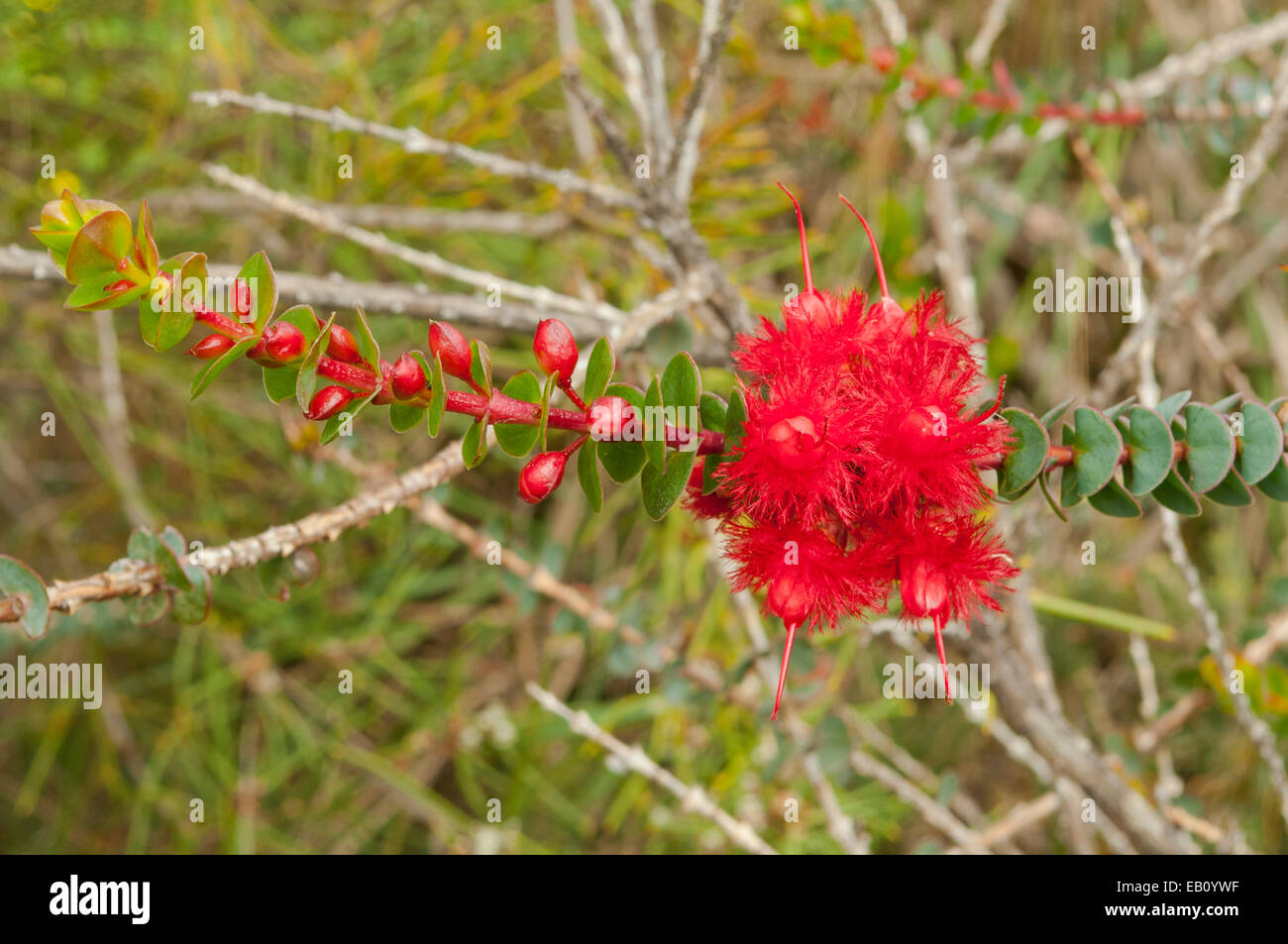 Verticordia grandis, Scarlet Featherflower in Kings Park, Perth, WA, Australia Stock Photo