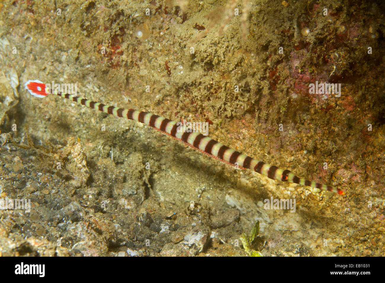Ringed Pipefish carries its egggs with it pasted to it's belly (Doryrhamphus dactyliophorus) Lembeh Straits,Indonesia Stock Photo