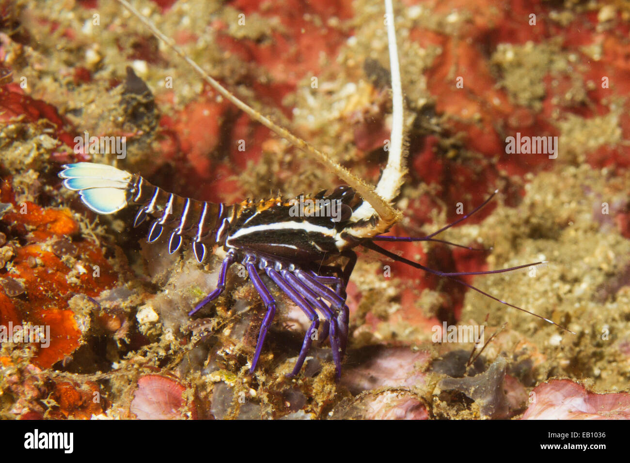 Painted Spiny Lobster in juvenile form (Panulirus versicolor) Lembeh Straits, Indonesia Stock Photo