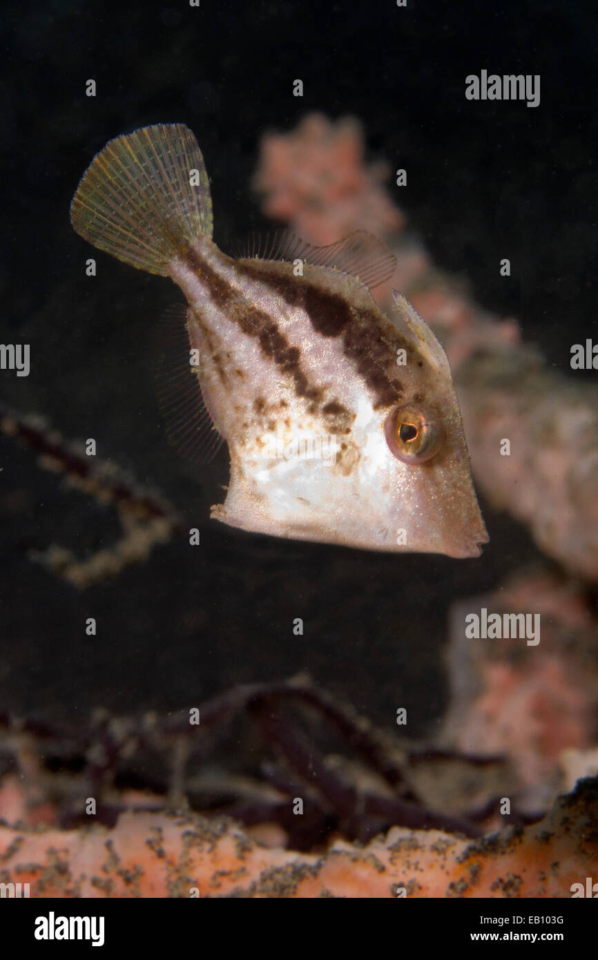 Japanese Filefish in juvenile form (Paramonacnthus japonicus) Lembeh ...
