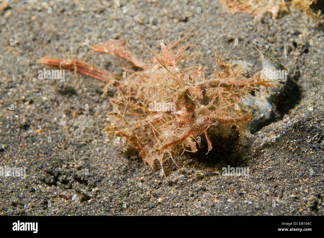 Ambon Scorpionfish (Pteroidichthys amboinensis) Lembeh Straits,Indonesia Stock Photo