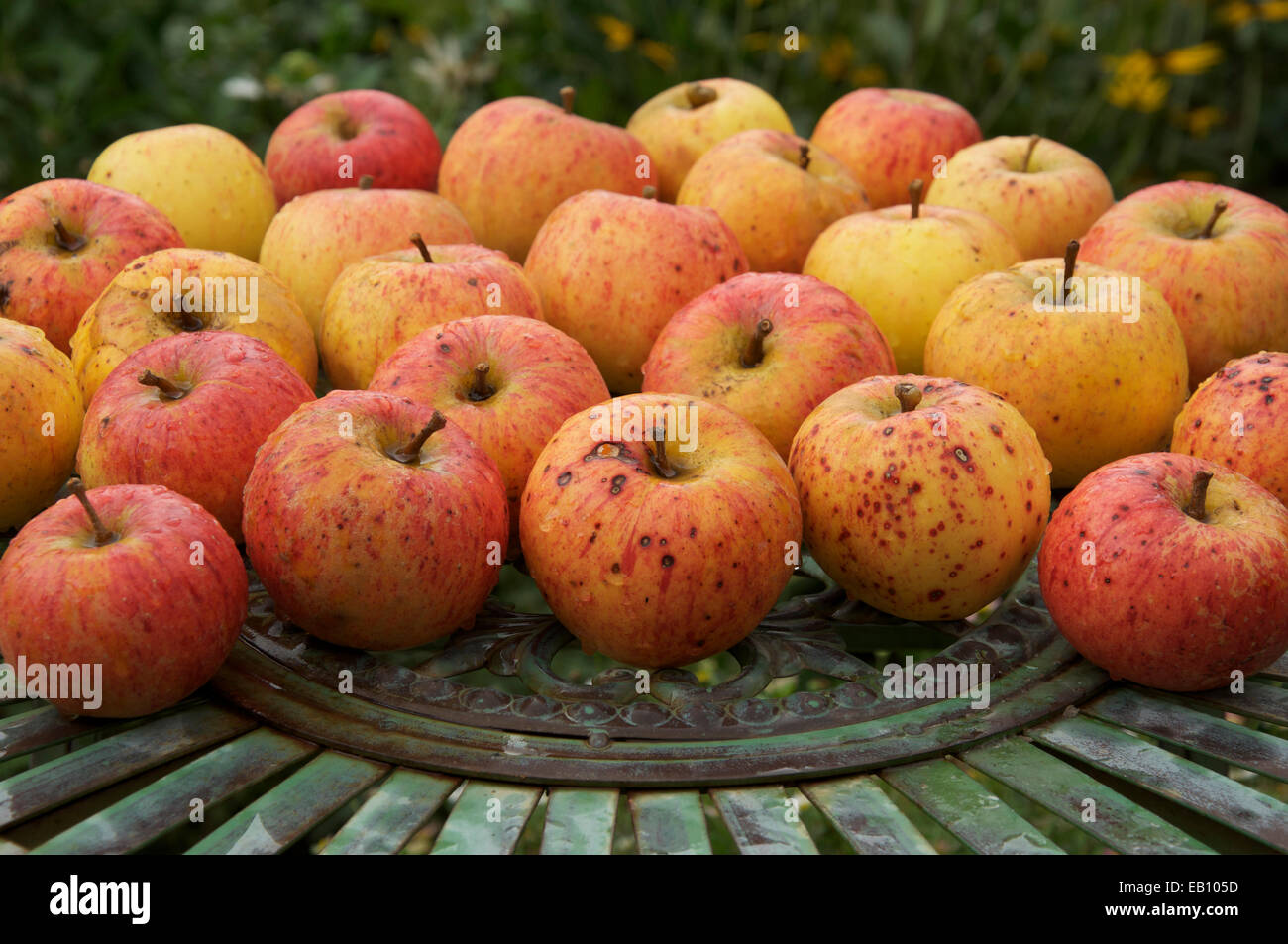 Natural, organic, tasty. Ripe eating apples, the sweet delicious fruit of the Apple tree “Malus domestica”, laid out on a metal garden table. England. Stock Photo