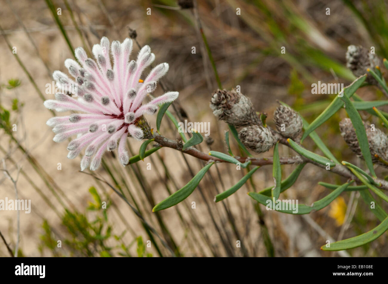 Petrophile teretifolia in Badgingarra NP, WA, Australia Stock Photo