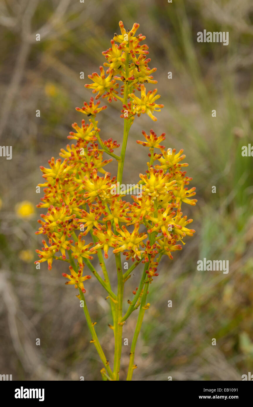 Blueboy stirlingia latifolia in flower hi-res stock photography and