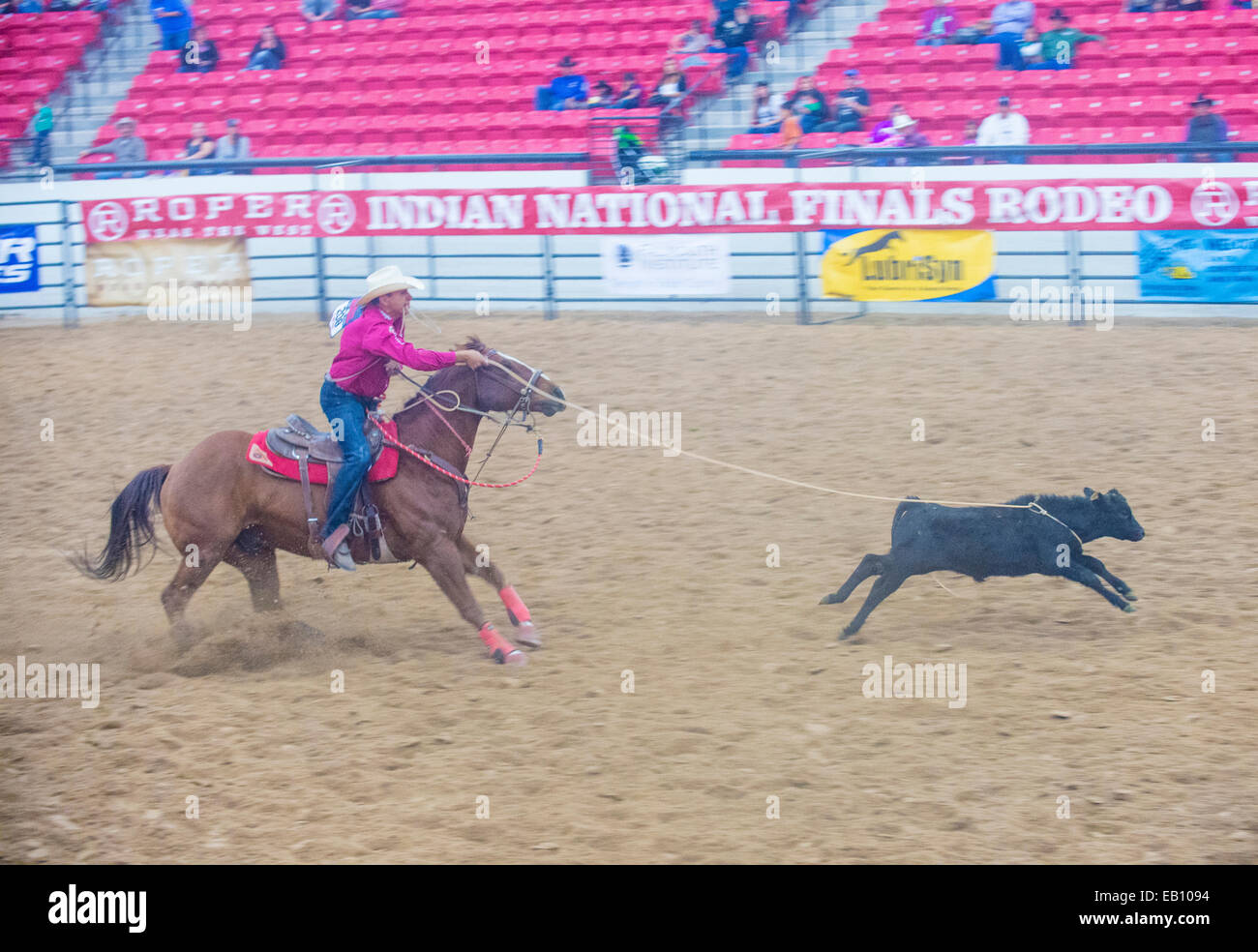 Cowboy Participating in a Calf roping Competition at the Indian ...