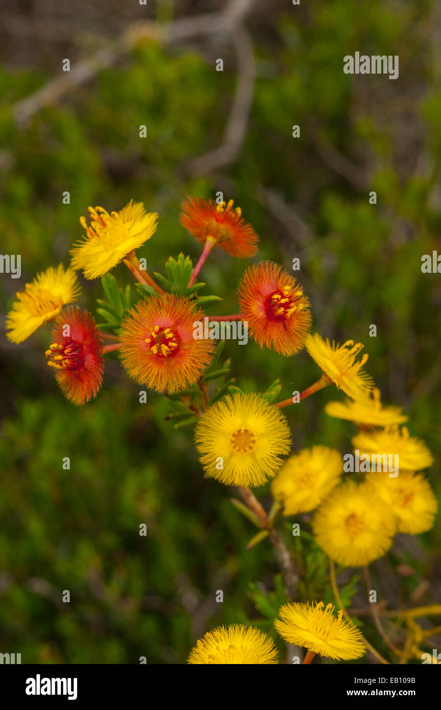 Verticordia nobilis, Claw Featherflower in Badgingarra NP, WA, Australia Stock Photo