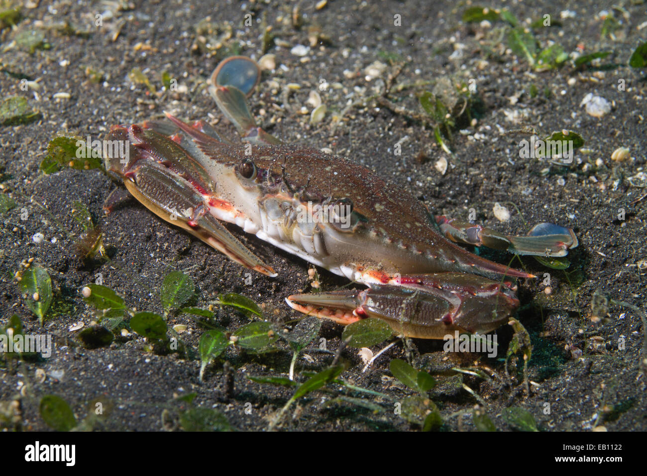 Blood-Spotted Swimming Crab (Portunus sanguinolentus) Lembeh Straits,Indonesia Stock Photo