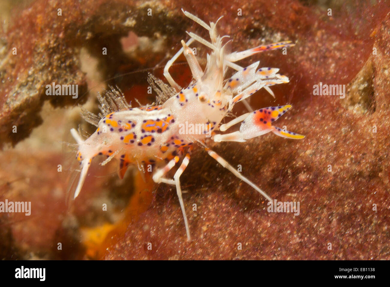 Spiny Tiger Shrimp (Phyllognathia ceratophthalmus) Lembeh Straits ...