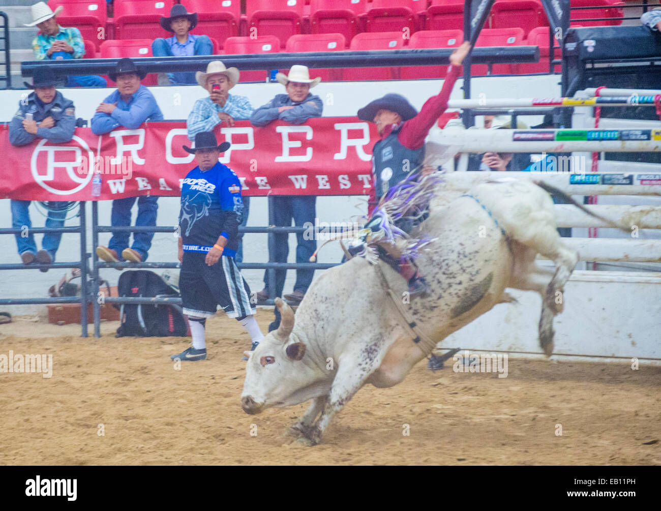 Cowboy Participating in a Bull riding Competition at the Indian ...