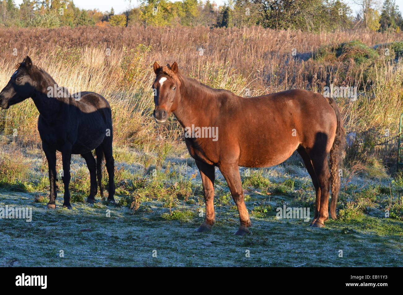 Two horses standing hi-res stock photography and images - Alamy