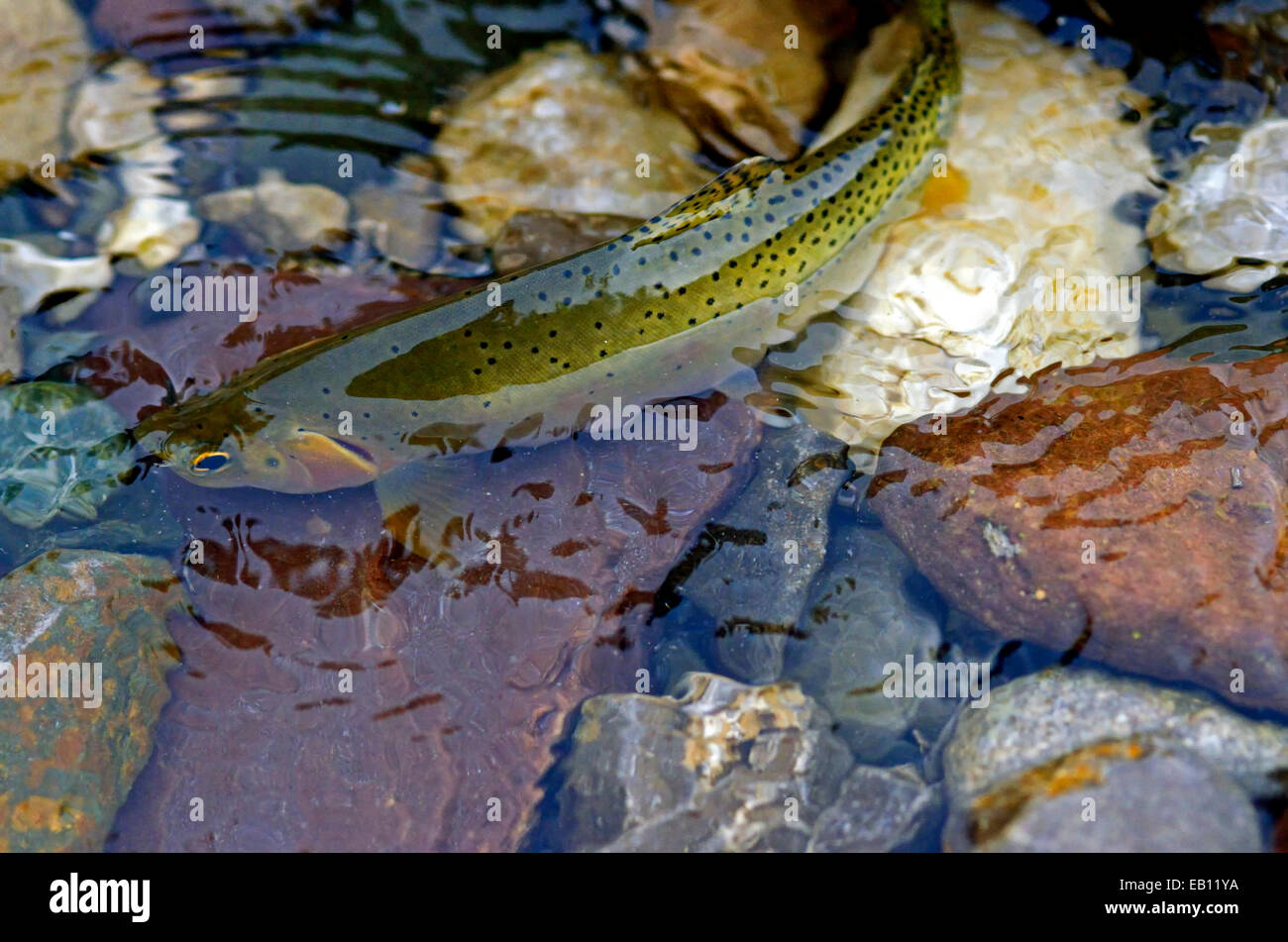 Westslope cutthroat trout in the Spotted Bear River, Bob Marshall Wilderness Complex, Northwest Montana, U.S.A, Stock Photo