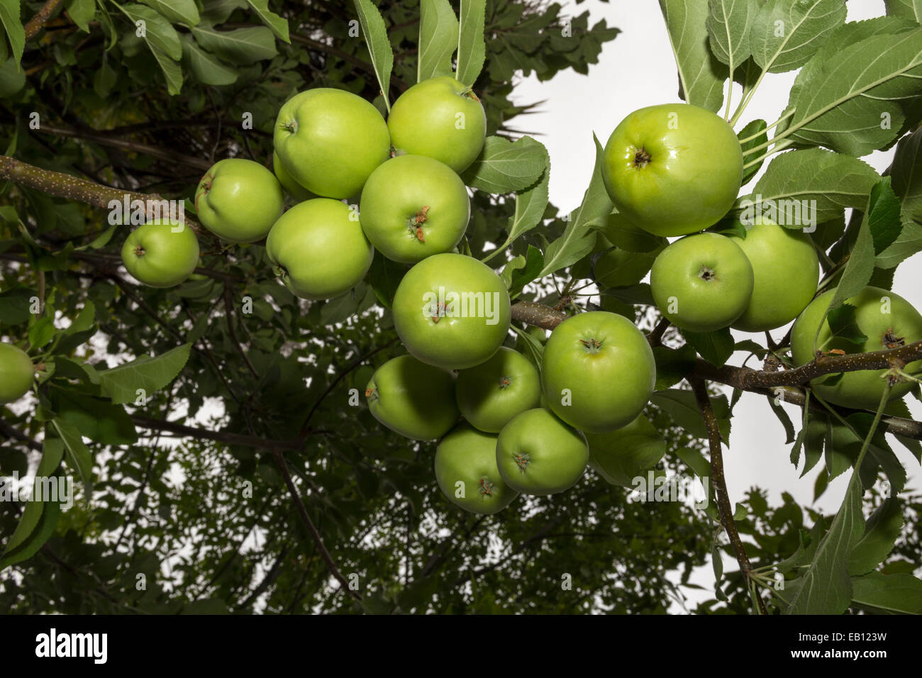 green apple, green apples, apple, apples, apple tree, apple orchard, Malus domestica, Novato, Marin County, California, United States, North America Stock Photo