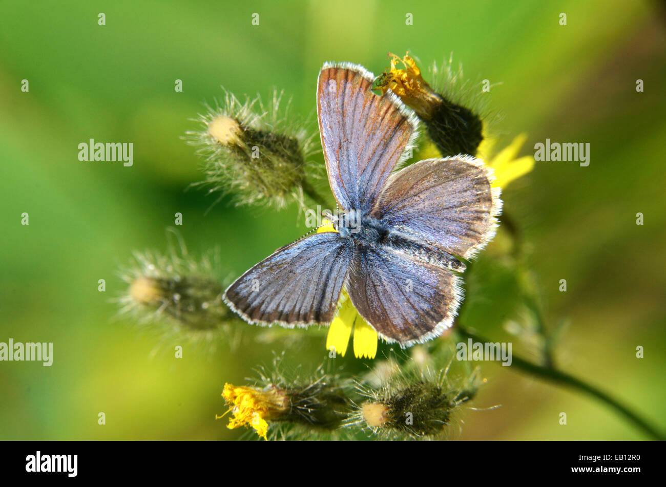 Spring azure butterfly. Yaak Valley, Montana. (Photo by Randy Beacham) Stock Photo