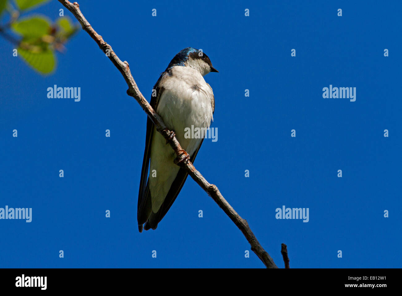 Tree Swallow (Tachycineta bicolor) perched on a twig at Buttertubs Marsh, Nanaimo, BC, Vancouver island, Canada in April Stock Photo