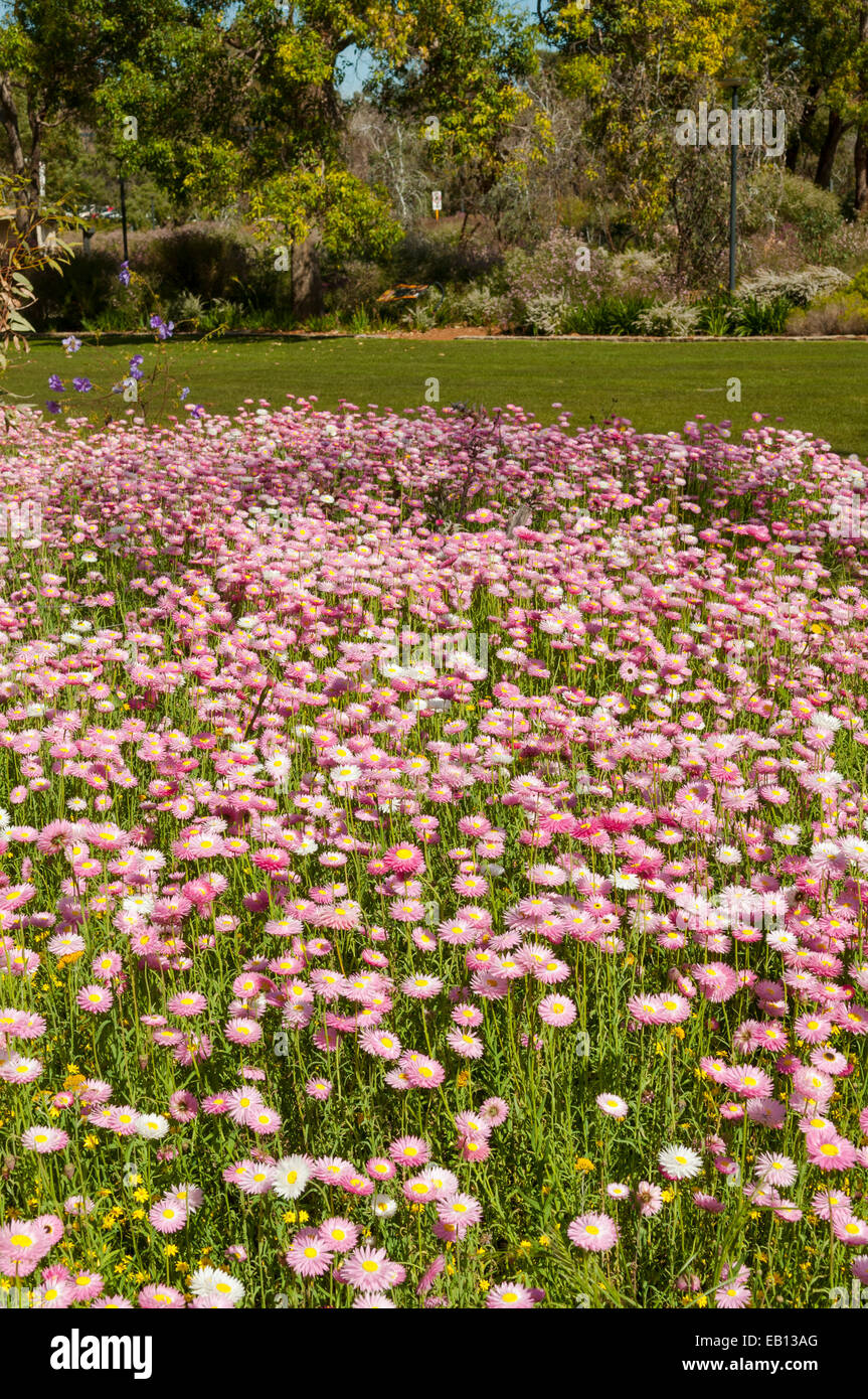 Wildflower Display in Kings Park, Perth, WA, Australia Stock Photo Alamy
