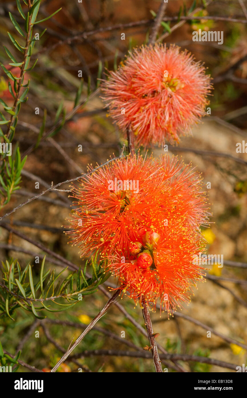 Melaleuca fulgens, Scarlet Honeymyrtle in Kings Park, Perth, WA, Australia Stock Photo