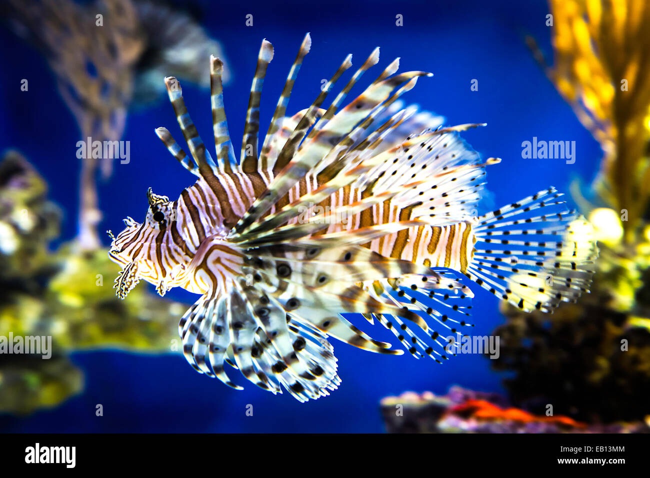 A single tiger fish swims through a kelp forest at the Monterey Bay Aquarium on Cannery Row, in Monterey, California, USA. Stock Photo