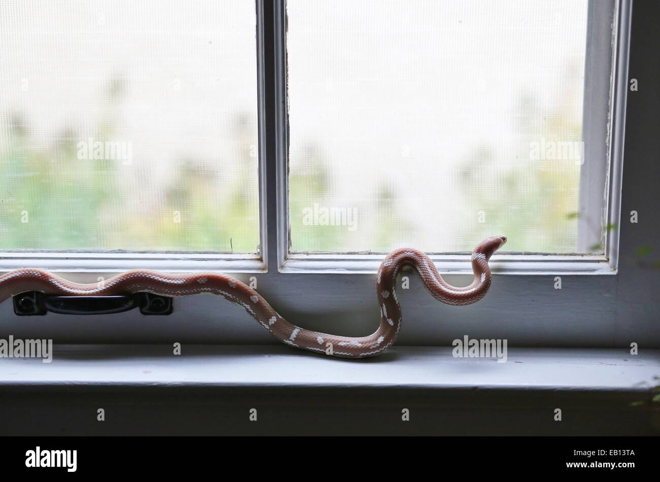 Climbing out window hires stock photography and images Alamy