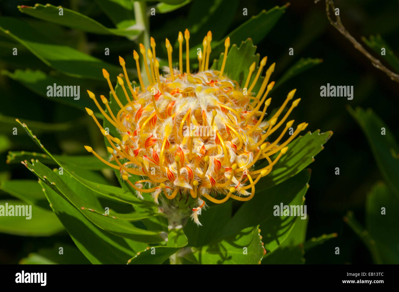 Leucospermum cordifolium, Nodding Pincushion in Kings Park, Perth, WA, Australia Stock Photo Alamy