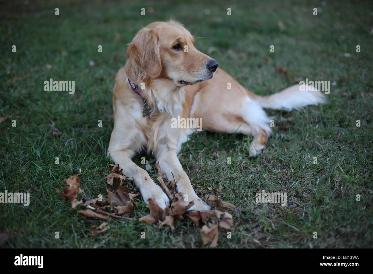 A portrait of a Golden Retriever dog lying in green grass Stock Photo ...