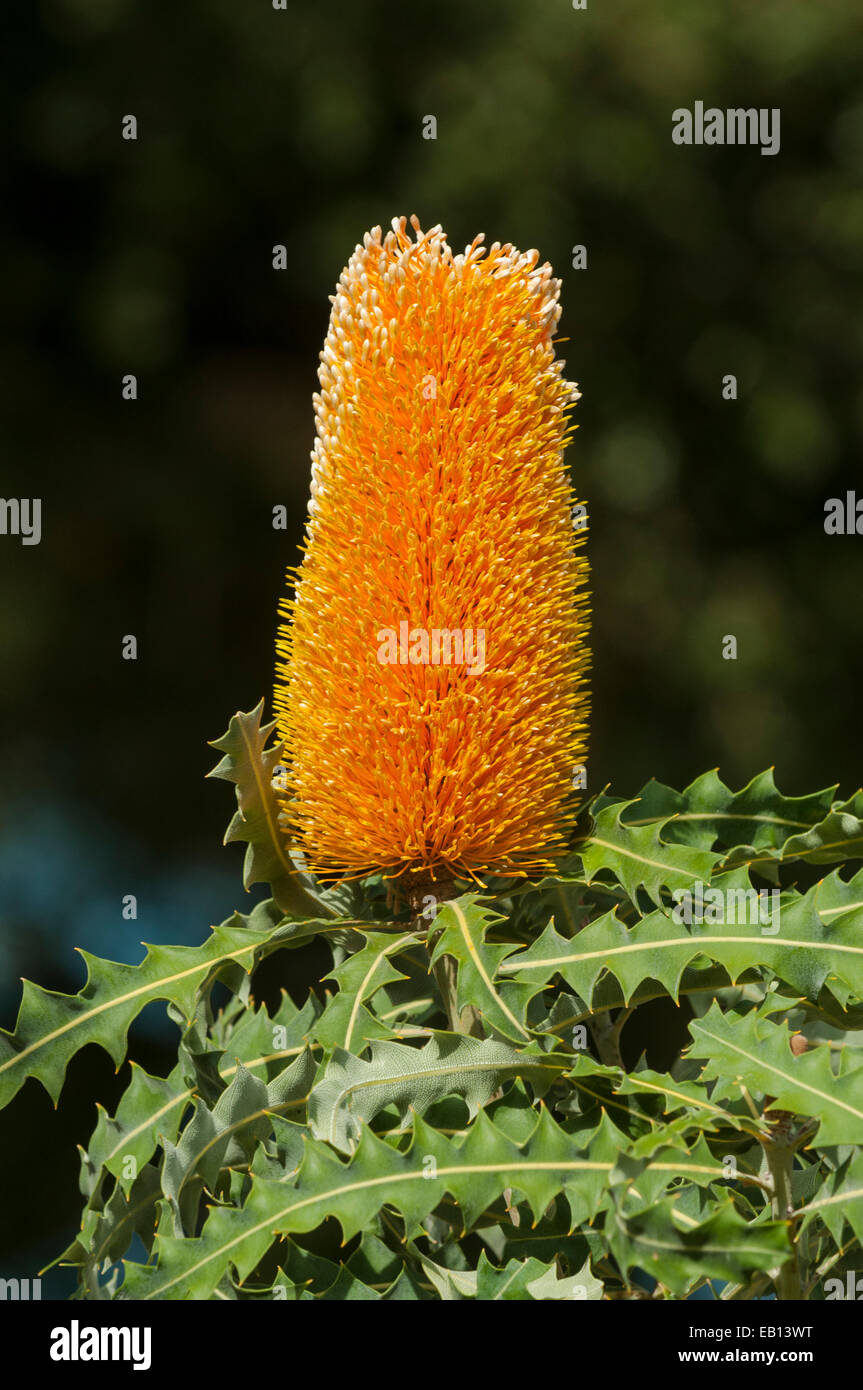 Banksia ashbyi, Ashby's Banksia in Kings Park, Perth, WA, Australia Stock Photo