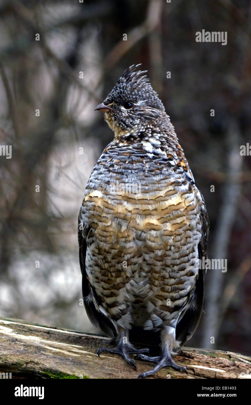 Male ruffed grouse on a drumming log. Yaak Valley Montana. (Photo by
