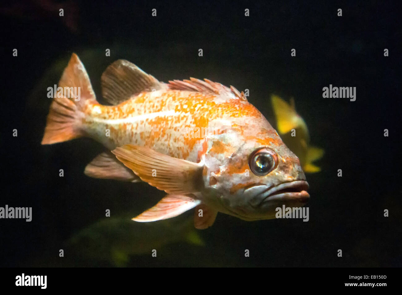 Single fish swimming in tank at Monterey Bay Aquarium, California, USA. Stock Photo