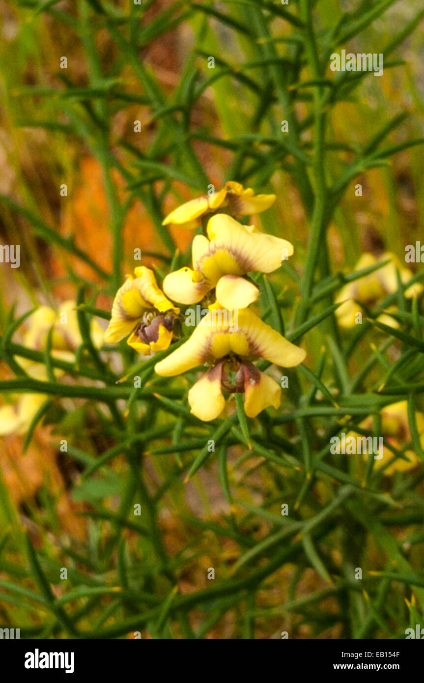 Jacksonia cupulifera in Ellis Brook Valley, Banyowla Regional Park, Perth, WA, Australia Stock Photo