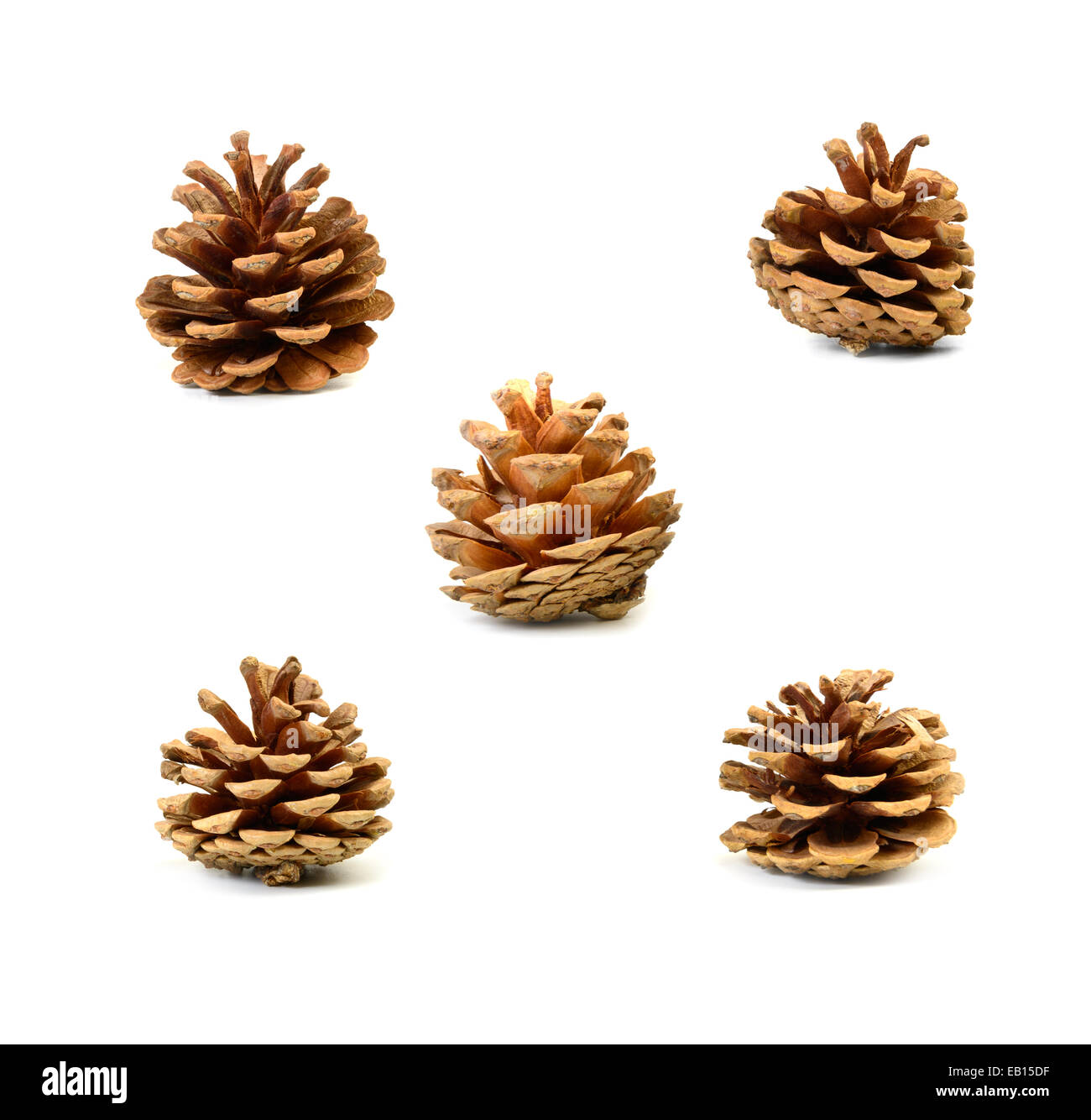 pine cones on a white background Stock Photo