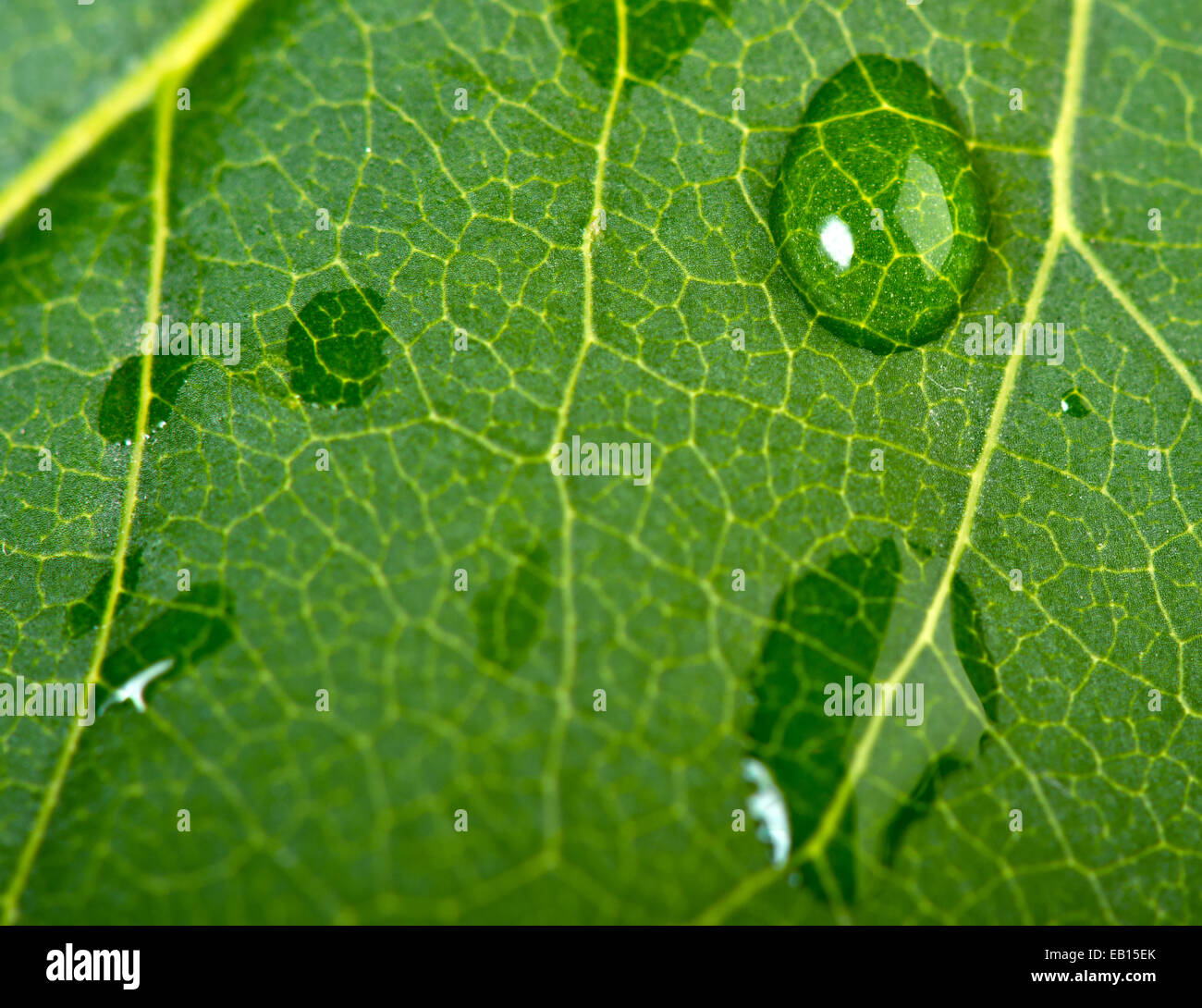 Leave and water drops detail macro background. Shallow focus Stock Photo