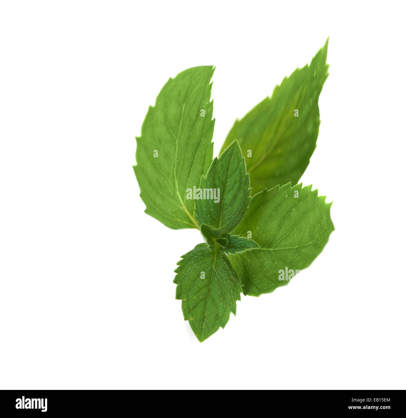 Mint leaf isolated over white background Stock Photo - Alamy