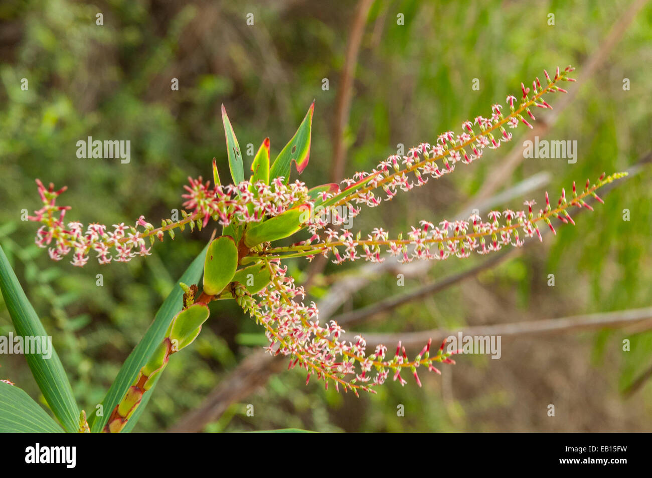 Leucopogon verticillatus, Tassel Flower in Leeuwin Naturaliste NP, WA, Australia Stock Photo